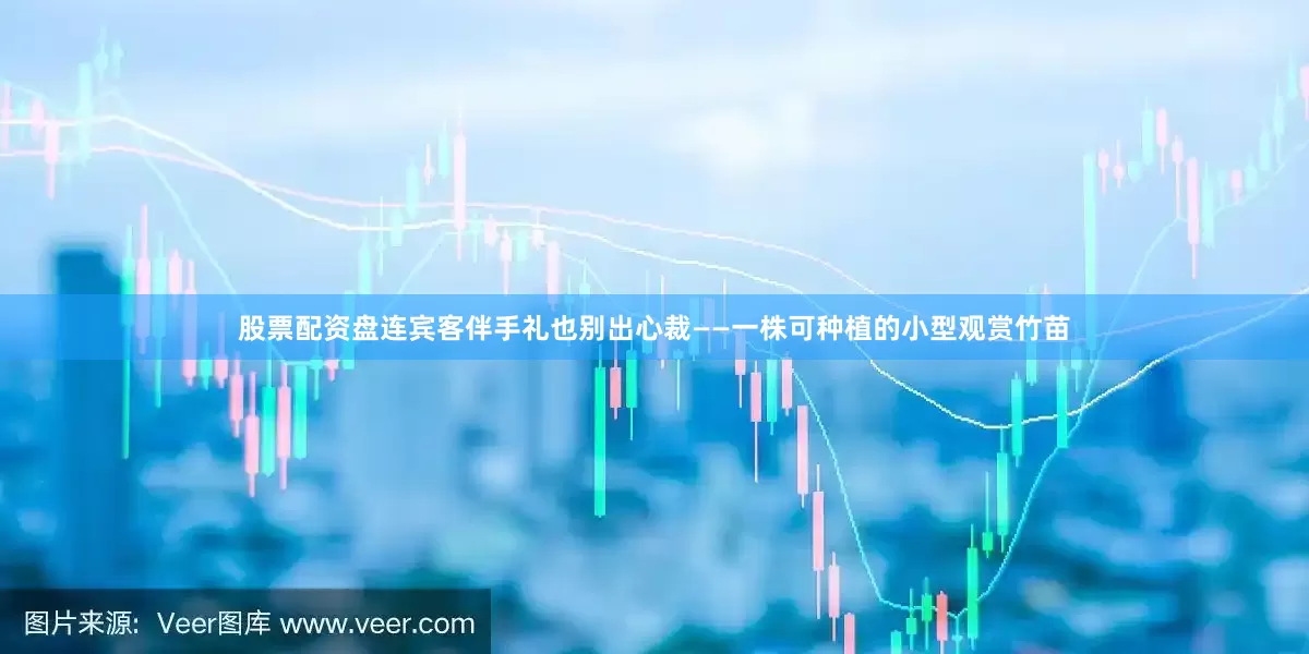 股票配资盘连宾客伴手礼也别出心裁——一株可种植的小型观赏竹苗